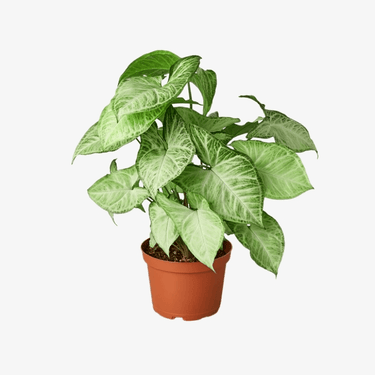 Syngonium White Butterfly, White Butterfly Syngonium, Arrowhead Plant, Gold variegated ivy, English Ivy